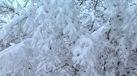 Heavy snow on tree branches Stock Footage 21998283