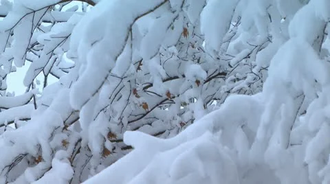Heavy snow on tree branches. Stock Footage 21998460