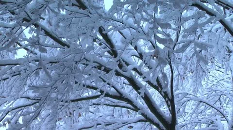 Heavy snow on tree branches. Stock Footage 21998779
