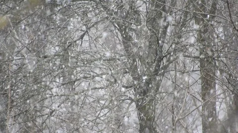 Heavy snow with trees on background Video stock 88059678
