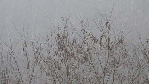 Heavy snow with trees on background, winter time Video stock 99965098
