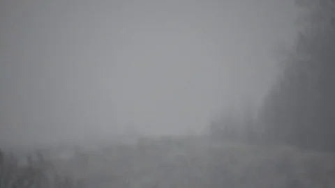 Heavy snow with trees on background, winter time Stock Footage 99965149