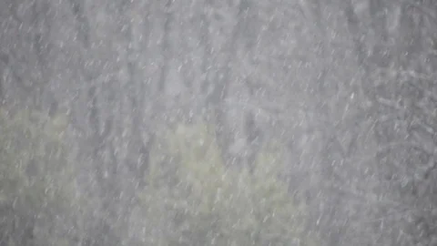 Heavy snow with trees on background, winter time Video stock 99965160