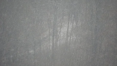 Heavy snow with trees on background, winter time Video stock 99965272