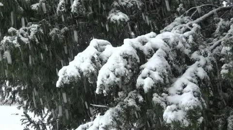 Heavy Snow on Trees Stock Footage 22017231