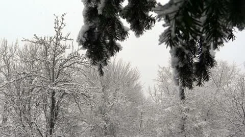 Heavy Snow on Trees Stock Footage 22238390