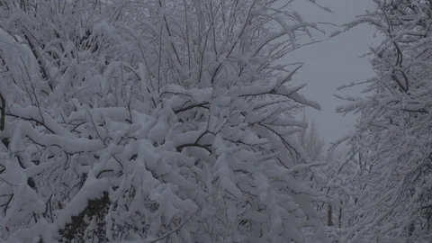 Heavy snow on trees 動画素材 87478092