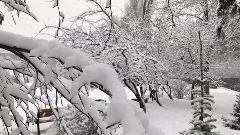 Heavy snow on trees at the park Stock Footage 102696021