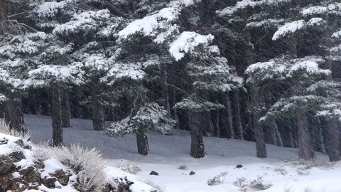 Heavy snow, trees with snow on the branches and frozen herbs Stock Footage 70872905