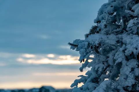 Heavy snow weighing down pine tree branches in the early morning. Stock Photos
