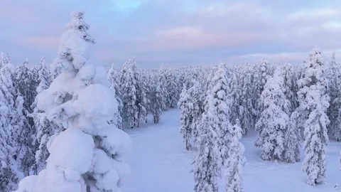 Heavy Snow Weighing Down on Trees in Lapland Winter Landscape AERIAL 動画素材 331604403