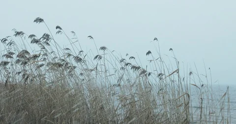 Heavy Snow Wind And Waves In Winter Storm Snow Squalls. Canada Stock Footage 124604820