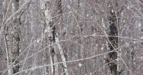 Heavy Snow In The Woods Video stock 77547945