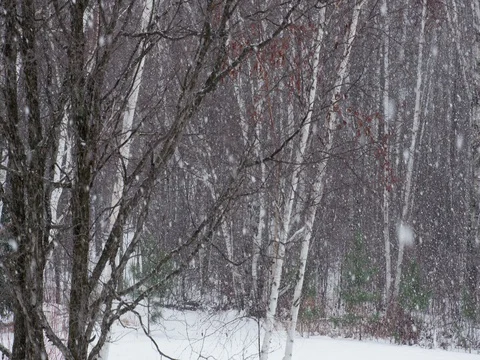 Heavy Snow In The Woods Stock Footage 82136835