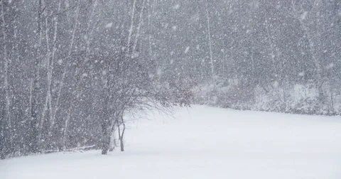 Heavy Snow In The Woods Video stock 84841889