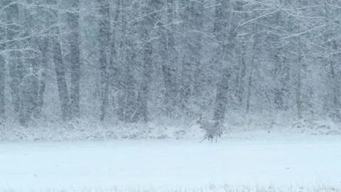 Heavy snowfall after weather collapse and a pair of European cranes Grus grus Video stock 221420208