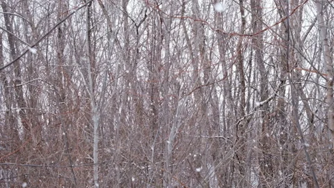 Heavy snowfall against the background Stock Footage 125809006