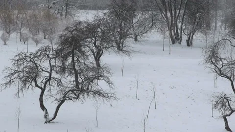 Heavy snowfall against the background of the gardens Stock Footage 204161897
