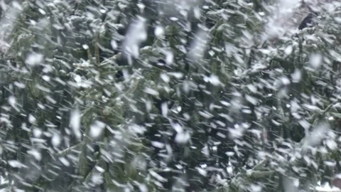 Heavy snowfall against the background of spruce branches in winter weather Stock Footage 197068972