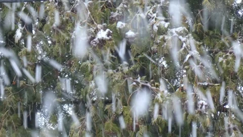 Heavy snowfall against the background of spruce branches Video stock 249210843