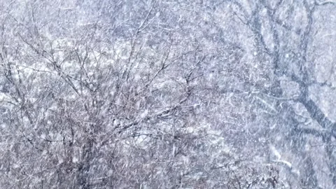 Heavy snowfall against the background of trees Stock Footage 249328709