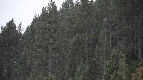 Heavy snowfall against trees Video stock 126826638