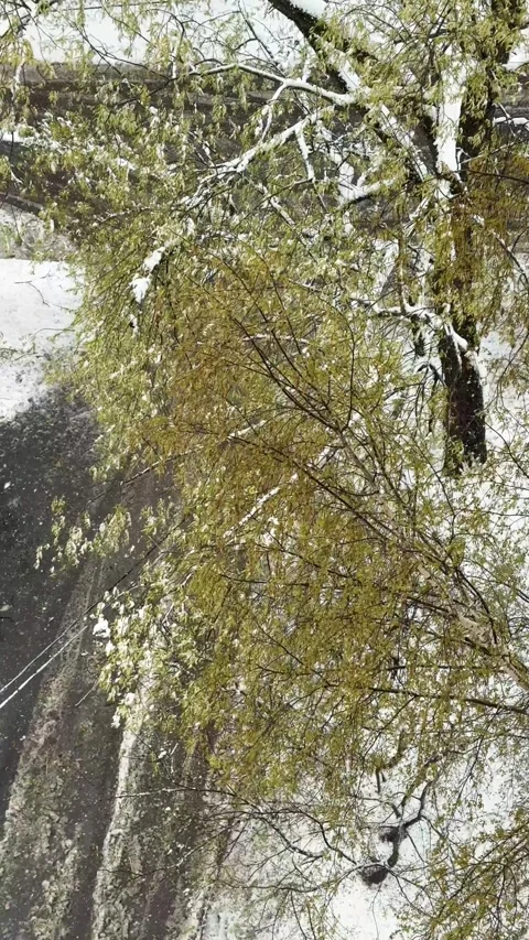 Heavy snowfall and gusty winds cover green birch trees with snowflakes Stock Footage 335142927
