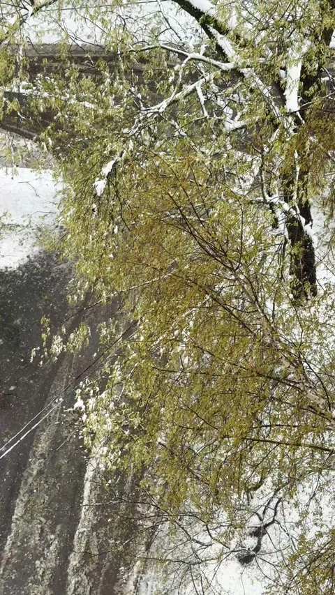 Heavy snowfall and gusty winds cover green birch trees with snowflakes Stock Footage 345809660