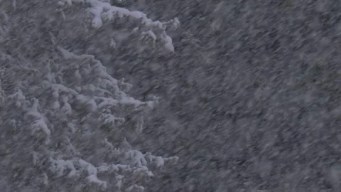 Heavy snowfall and pine Stock Footage 301806854