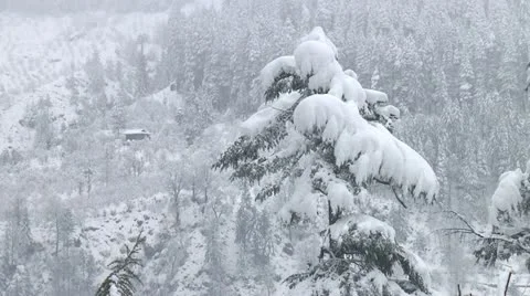 Heavy Snowfall and a pine tree top covered in snow 스톡 동영상 10819408