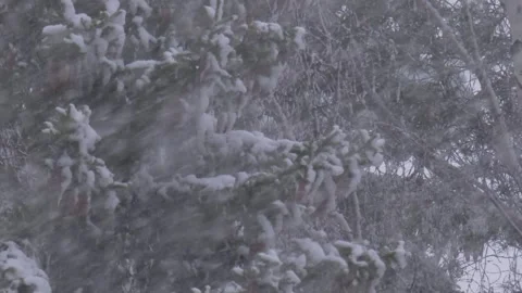 Heavy snowfall and swaying trees Stock Footage 301807459