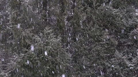 Heavy snowfall on the background of dark coniferous trees Video stock 104670242