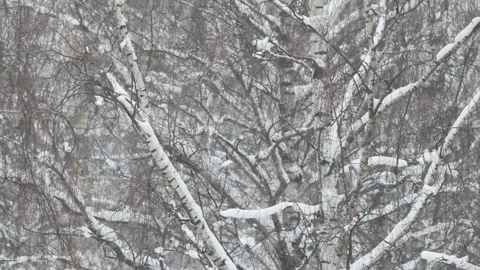 Heavy snowfall on the background of the forest Stock Footage 228824142