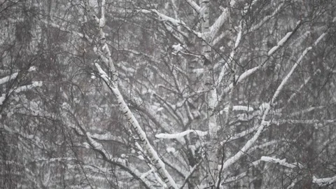Heavy snowfall on the background of the forest Stock Footage 233625741
