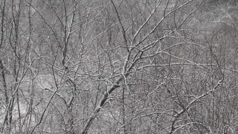 Heavy snowfall on the background of snowy trees Stock Footage 99511785