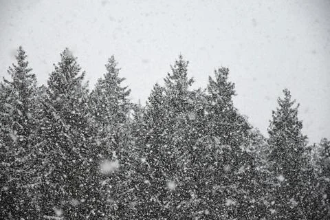 Heavy snowfall in the background of spruce forest. Stock Photos