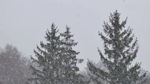 Heavy snowfall on the background of spruces trees with cones and white sky Stock Footage 158093971