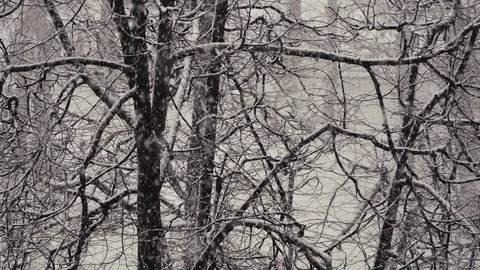 Heavy snowfall on the background of tree branches Stock Footage 123387602