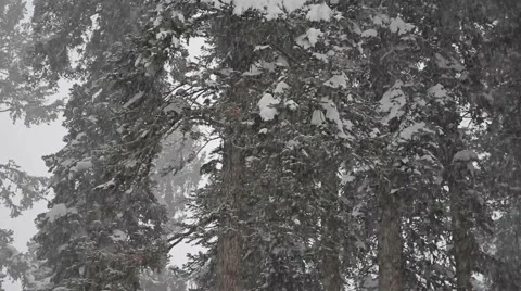 Heavy snowfall in the background of trees 動画素材 45795558