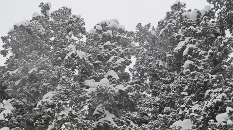 Heavy snowfall in the background of trees horizontal panning low-angle shot 動画素材 45796534