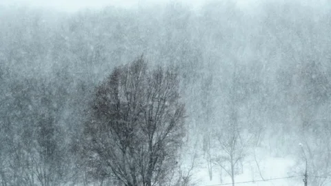 Heavy Snowfall on the Background of the Winter Forest, Snowstorm, Blizzard Stock Footage 167652675