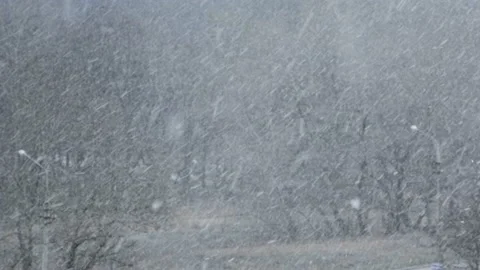 Heavy Snowfall on the Background of the Winter Forest, Snowstorm, Blizzard Stock Footage 171759974