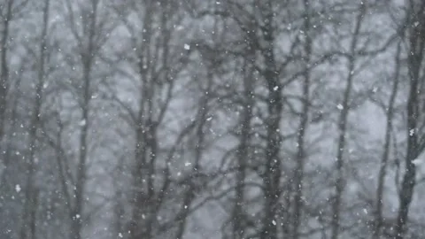 Heavy snowfall. Beautiful forest landscape of snow and blurred trees. 库存影片 235547573