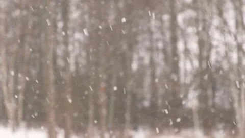 Heavy snowfall. Beautiful forest landscape of snow and blurred trees. Gently Video stock 335587539