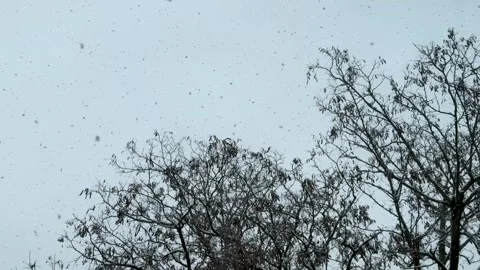 Heavy Snowfall in Berlin, Germany during December, with Bare Trees Against .. Stock Footage 328594722