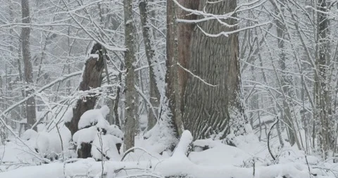 Heavy snowfall in Bialowieza Forest Stock Footage 131754830