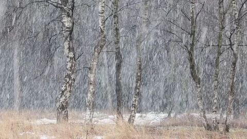 Heavy snowfall with birch trees Video stock 79831130