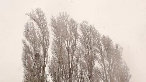 Heavy snowfall on the black poplar trees (Populus nigra) park in Erzurum, Turkey Stock Footage 166151865