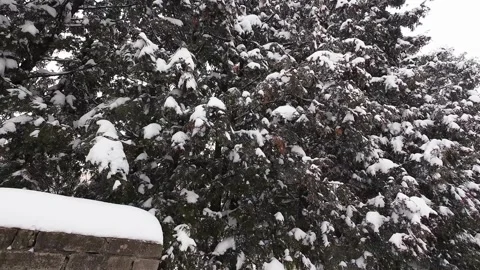 Heavy snowfall blankets evergreen trees along a quiet city street.  動画素材 326143599
