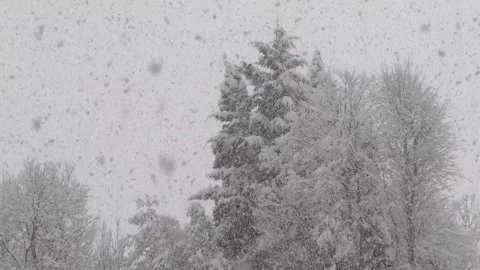 Heavy snowfall blankets a forest during a winter snowstorm - Snow Covered Trees Stock Footage 339345790